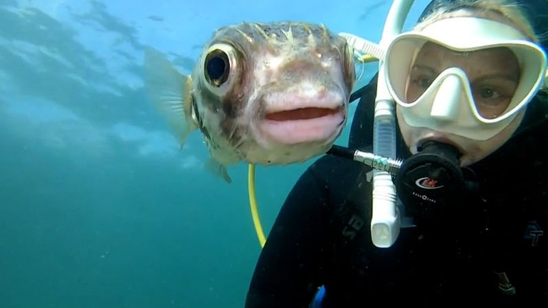 Potápěčka si udělala selfie se zvědavým čtverzubcem